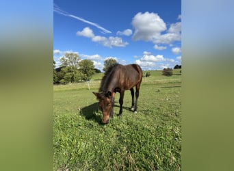 Weitere Warmblüter Mix, Hengst, Fohlen (03/2025), 155 cm, Brauner