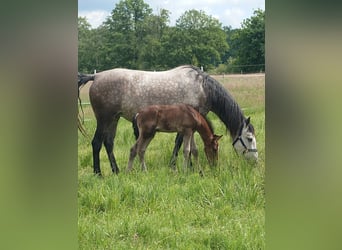 Weitere Warmblüter Mix, Hengst, , 155 cm, Schimmel
