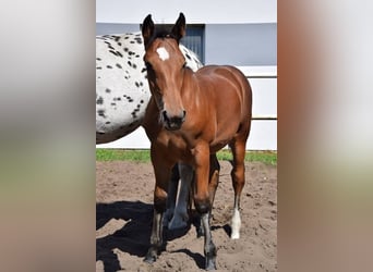 Weitere Warmblüter Mix, Hengst, Fohlen (04/2023), 165 cm, Brauner