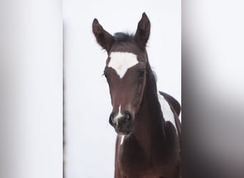 Weitere Warmblüter, Hengst, , 165 cm, Schecke