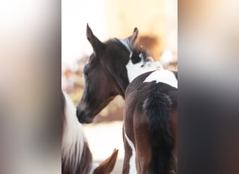 Weitere Warmblüter, Hengst, , 165 cm, Schecke