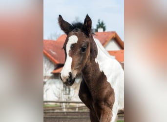 Weitere Warmblüter, Hengst, Fohlen (03/2025), 166 cm, Schecke
