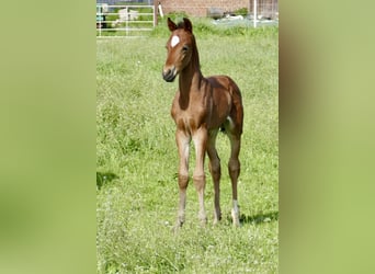 Weitere Warmblüter, Hengst, Fohlen (05/2025), 168 cm, Brauner