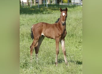 Weitere Warmblüter, Hengst, Fohlen (05/2025), 168 cm, Brauner