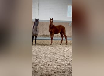 Weitere Warmblüter, Hengst, Fohlen (04/2025), 168 cm, Fuchs