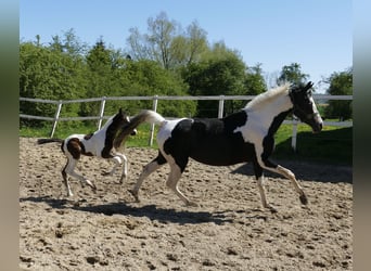 Weitere Warmblüter, Hengst, , 168 cm, Schecke