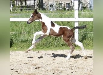 Weitere Warmblüter, Hengst, , 168 cm, Schecke