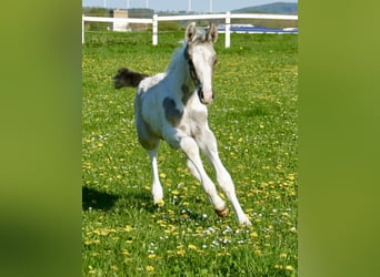 Weitere Warmblüter, Hengst, , 168 cm, Schecke