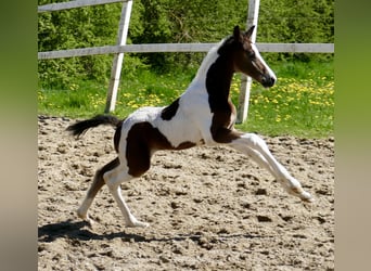 Weitere Warmblüter, Hengst, , 168 cm, Schecke
