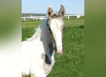 Weitere Warmblüter, Hengst, , 168 cm, Schecke