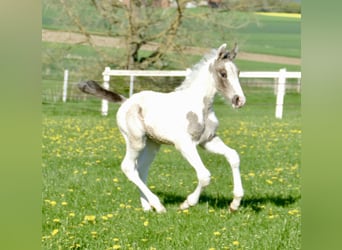 Weitere Warmblüter, Hengst, , 168 cm, Schecke