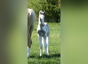 Weitere Warmblüter, Hengst, , 168 cm, Schecke
