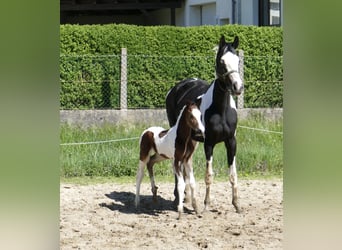 Weitere Warmblüter, Hengst, , 168 cm, Schecke