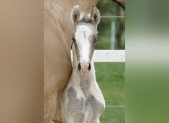 Weitere Warmblüter, Hengst, , 168 cm, Schecke