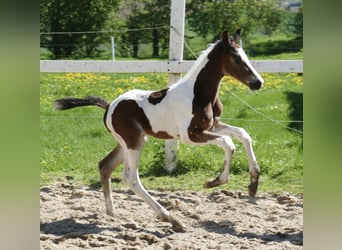 Weitere Warmblüter, Hengst, , 168 cm, Schecke