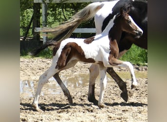 Weitere Warmblüter, Hengst, , 168 cm, Schecke