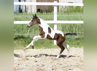 Weitere Warmblüter, Hengst, , 168 cm, Schecke