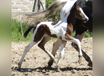Weitere Warmblüter, Hengst, , 168 cm, Schecke