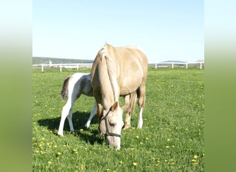 Weitere Warmblüter, Hengst, , 168 cm, Schecke
