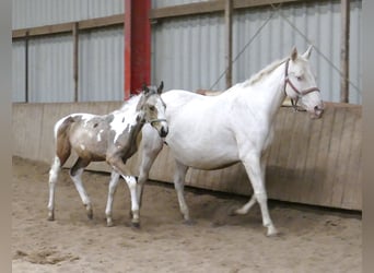 Weitere Warmblüter, Hengst, Fohlen (05/2025), 168 cm, Schecke