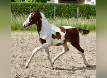 Weitere Warmblüter, Hengst, , 168 cm, Schecke