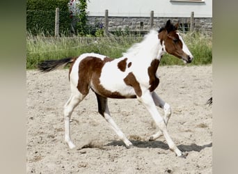 Weitere Warmblüter, Hengst, , 168 cm, Schecke