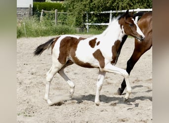 Weitere Warmblüter, Hengst, , 168 cm, Schecke