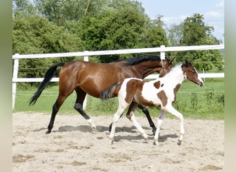 Weitere Warmblüter, Hengst, , 168 cm, Schecke
