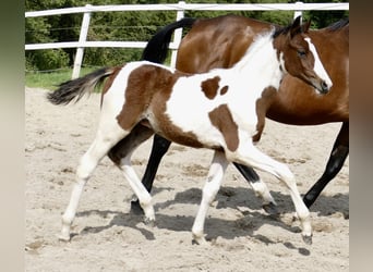Weitere Warmblüter, Hengst, , 168 cm, Schecke