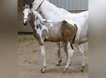 Weitere Warmblüter, Hengst, Fohlen (05/2025), 168 cm, Schecke