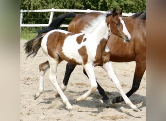 Weitere Warmblüter, Hengst, , 168 cm, Schecke