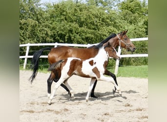 Weitere Warmblüter, Hengst, , 168 cm, Schecke