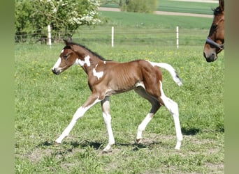 Weitere Warmblüter, Hengst, , 168 cm, Schecke