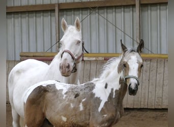 Weitere Warmblüter, Hengst, Fohlen (05/2025), 168 cm, Schecke