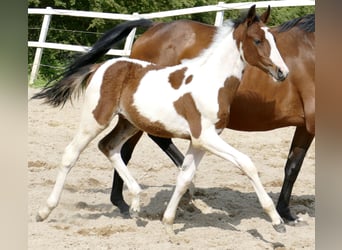 Weitere Warmblüter, Hengst, , 168 cm, Schecke