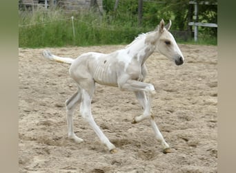Weitere Warmblüter, Hengst, Fohlen (05/2025), 168 cm, Schecke