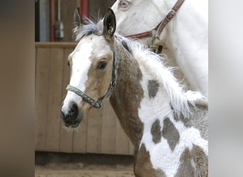 Weitere Warmblüter, Hengst, Fohlen (05/2025), 168 cm, Schecke