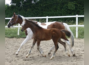 Weitere Warmblüter, Hengst, Fohlen (03/2023), 170 cm, Brauner