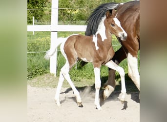 Weitere Warmblüter, Hengst, Fohlen (04/2026), 170 cm, Schecke