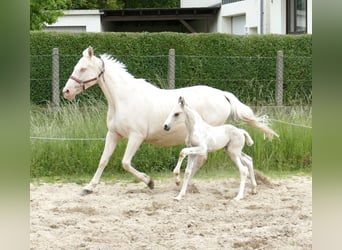 Weitere Warmblüter, Hengst, , 170 cm, Schecke