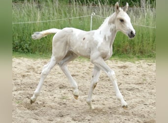 Weitere Warmblüter, Hengst, , 170 cm, Schecke