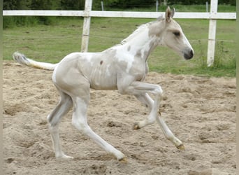 Weitere Warmblüter, Hengst, , 170 cm, Schecke