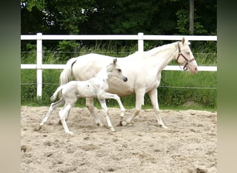 Weitere Warmblüter, Hengst, , 170 cm, Schecke