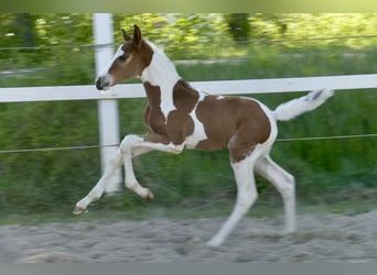 Weitere Warmblüter, Hengst, Fohlen (04/2026), 170 cm, Schecke