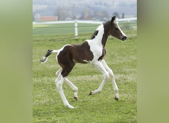 Weitere Warmblüter, Hengst, Fohlen (04/2026), 170 cm, Schecke