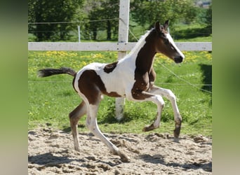 Weitere Warmblüter, Hengst, , 170 cm, Schecke