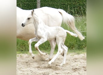 Weitere Warmblüter, Hengst, , 170 cm, Schecke