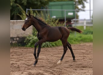 Weitere Warmblüter, Hengst, Fohlen (04/2026), 170 cm, Schwarzbrauner