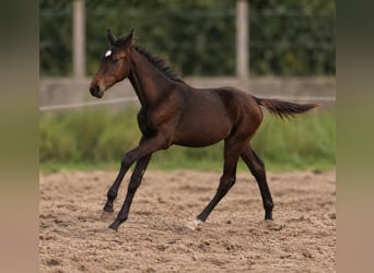 Weitere Warmblüter, Hengst, Fohlen (04/2026), 170 cm, Schwarzbrauner