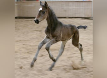 Weitere Warmblüter, Hengst, Fohlen (02/2026), 170 cm, Schwarzbrauner